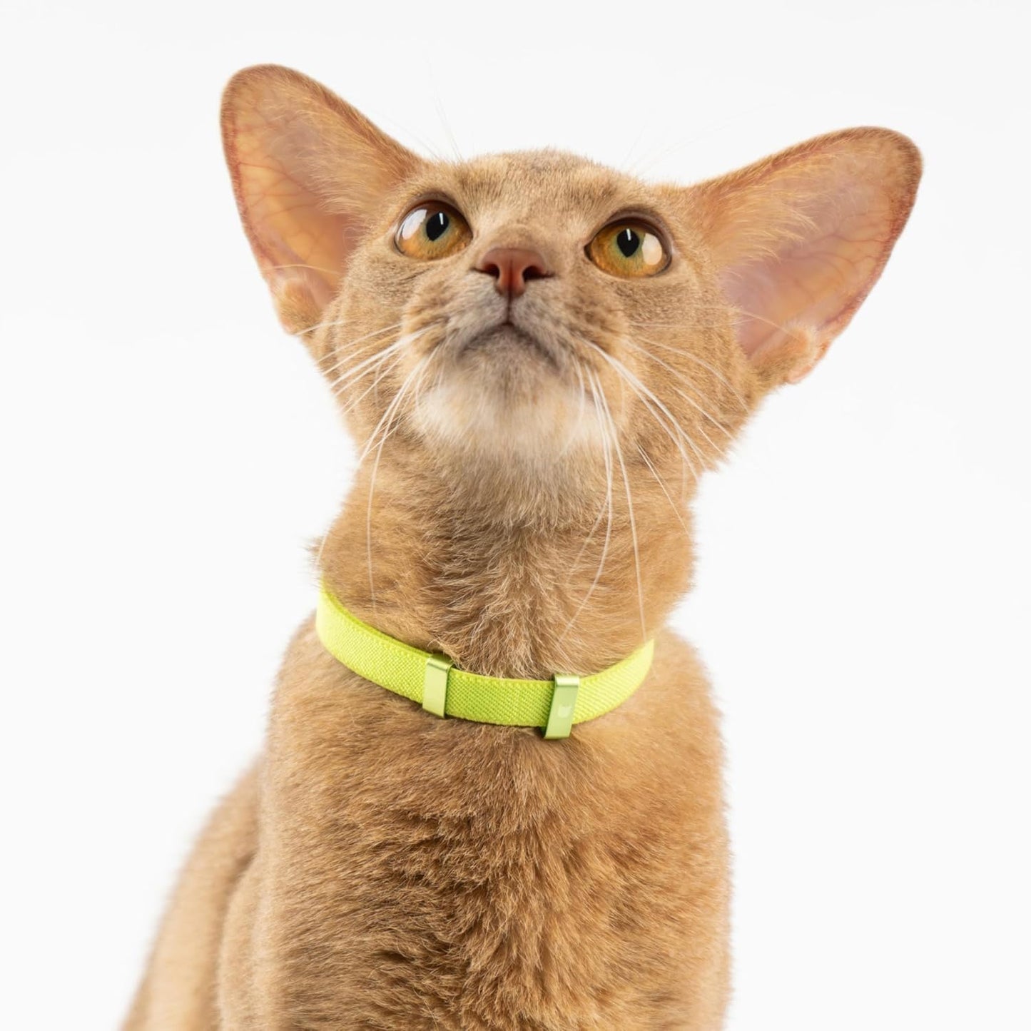 Safety Cat/Puppy Collar - Stretch Elastic Quick Release, Non Breakaway - Light Weight for Kitten_(Alpine Green)